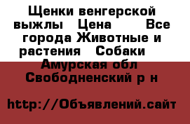 Щенки венгерской выжлы › Цена ­ 1 - Все города Животные и растения » Собаки   . Амурская обл.,Свободненский р-н